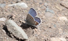 Plebejus anna