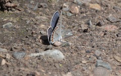 Plebejus anna