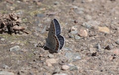 Plebejus anna