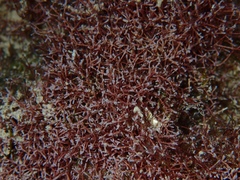 Amphiroa fragilissima