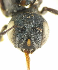 Ceratina gravidula
