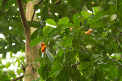 Eugenia multicostata