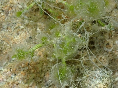 Cymopolia barbata