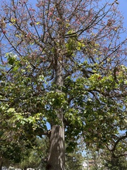 Brachychiton discolor