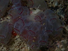 Clavelina picta