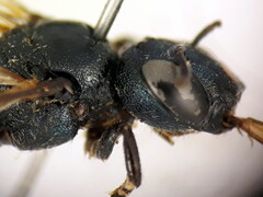 Ceratina gravidula