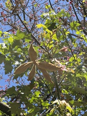 Brachychiton discolor