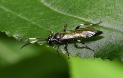 Coelichneumon navus