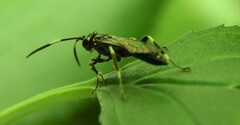Coelichneumon navus