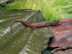 Arthrosaura reticulata