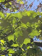 Brachychiton discolor