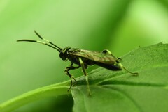 Coelichneumon navus