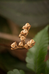 Bertolonia nymphaeifolia