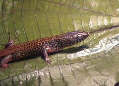 Arthrosaura reticulata