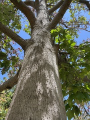 Brachychiton discolor