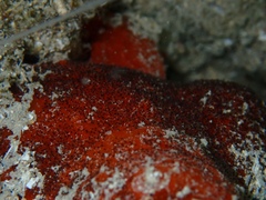 Loxosomella tedaniae