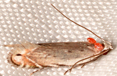 Battaristis concinnusella