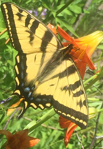 iNaturalist observation photo of Western Tiger Swallowtail