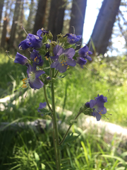 Polemonium occidentale occidentale