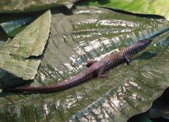 Arthrosaura reticulata