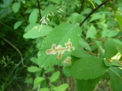 Agromyza valdorensis