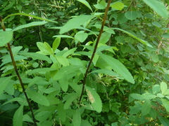 Agromyza valdorensis