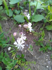 Silene vulgaris