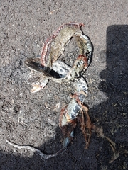 Natrix astreptophora