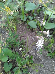 Silene vulgaris