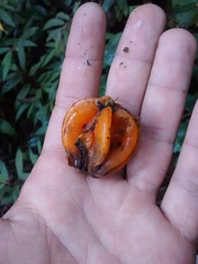 Eugenia multicostata