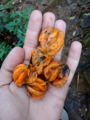 Eugenia multicostata