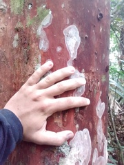 Eugenia multicostata