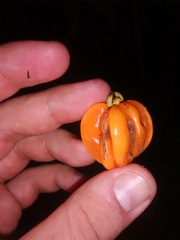 Eugenia multicostata