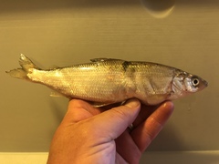 Coregonus artedi