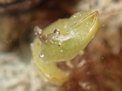 Elysia subornata