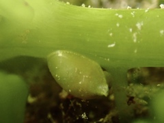 Volvatella bermudae