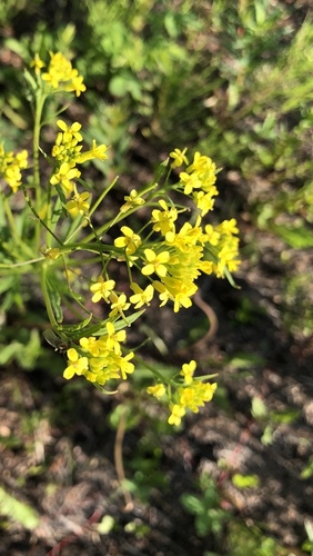 wormseed wallflower