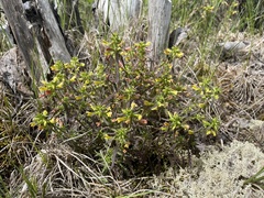 Pedicularis labradorica