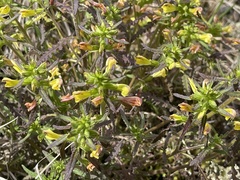 Pedicularis labradorica