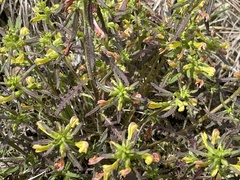 Pedicularis labradorica