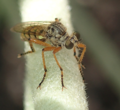 Callinicus pictitarsis