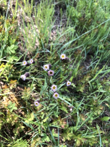 bitter fleabane