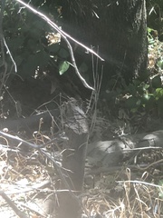 Castor canadensis