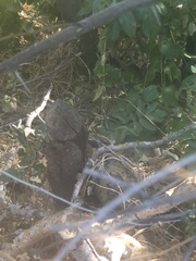 Castor canadensis