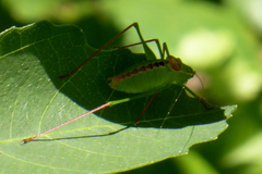 Leptophyes laticauda