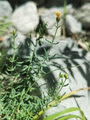 Hypericum coris
