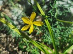 Hypericum coris