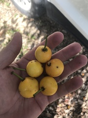 Garcinia brasiliensis