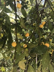 Garcinia brasiliensis