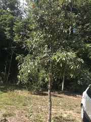 Garcinia brasiliensis